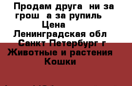 Продам друга (ни за грош, а за рупиль) › Цена ­ 1 - Ленинградская обл., Санкт-Петербург г. Животные и растения » Кошки   